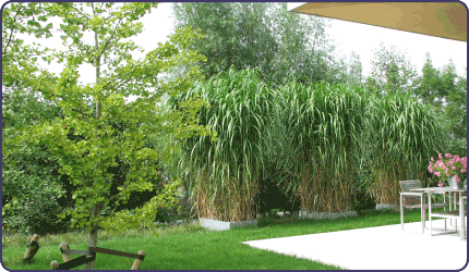 modernetuin