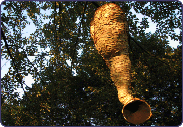 groeivormen
